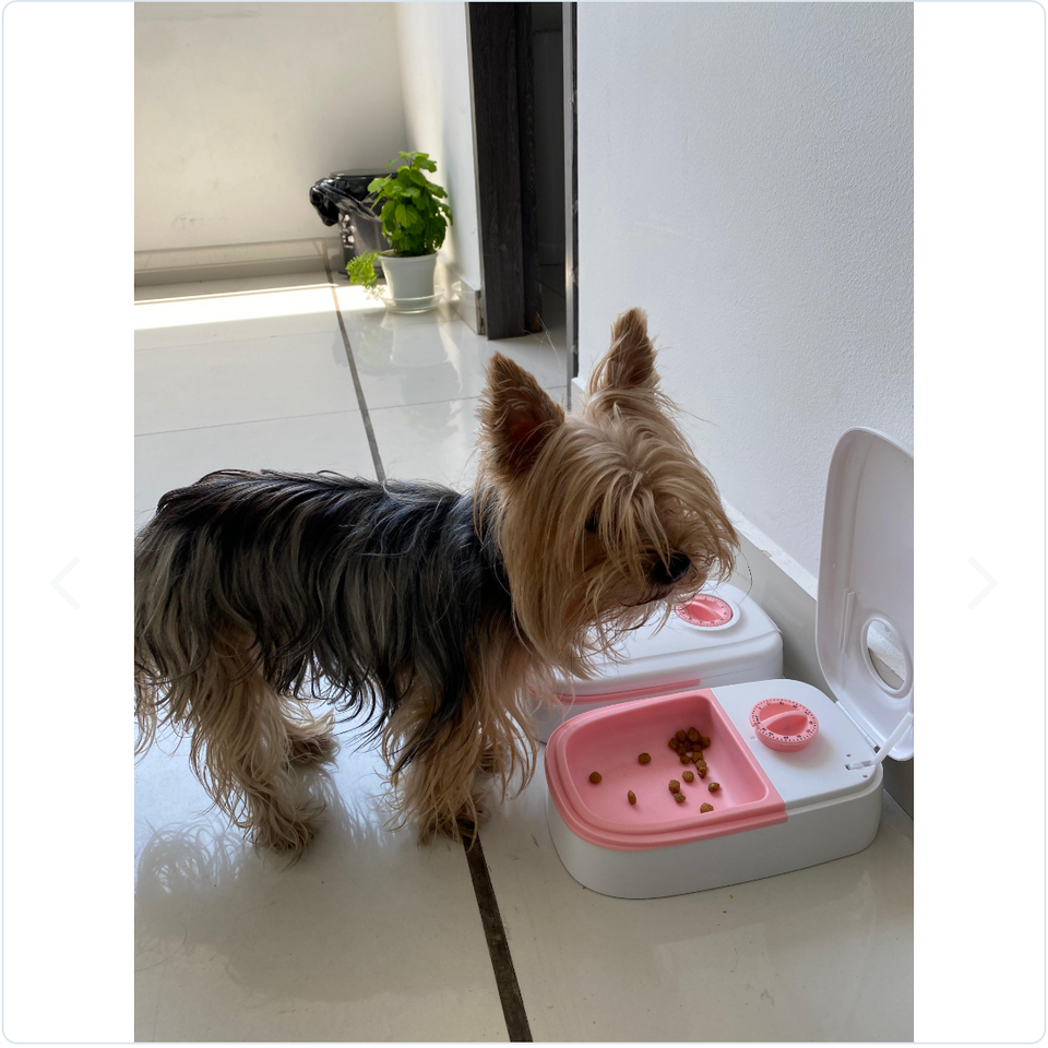 COMEDERO MASCOTA CON TEMPORIZADOR